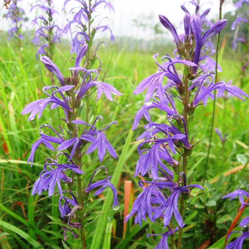 Lobelia sessilifolia - Waterlobelia (Bloei)