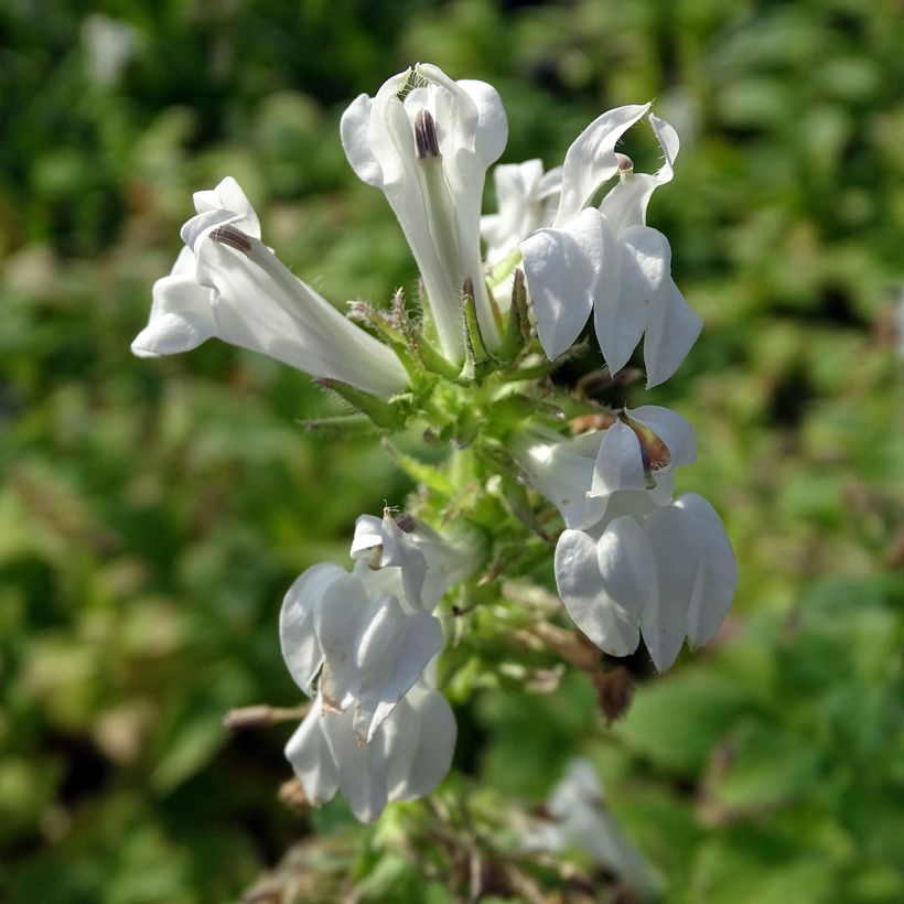 Lobelia siphilitica Alba - Virginische lobelia (Bloei)