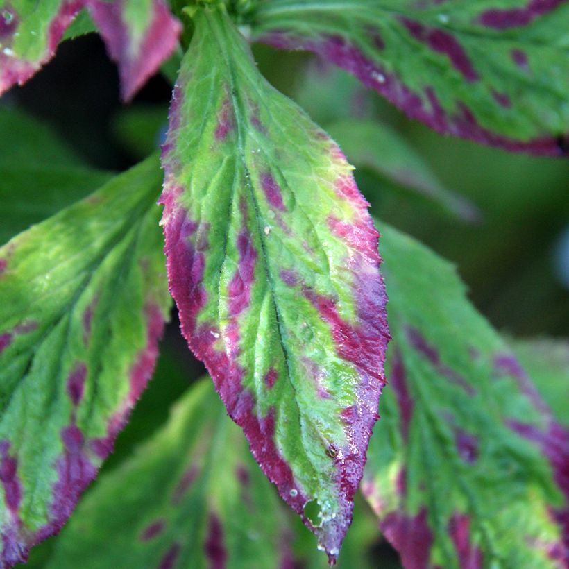 Lobelia siphilitica - Virginische lobelia (Blad)