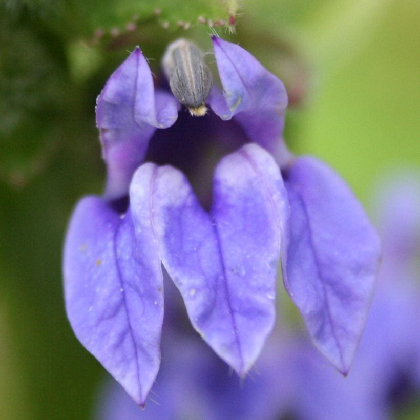 Lobelia siphilitica - Virginische lobelia (Bloei)