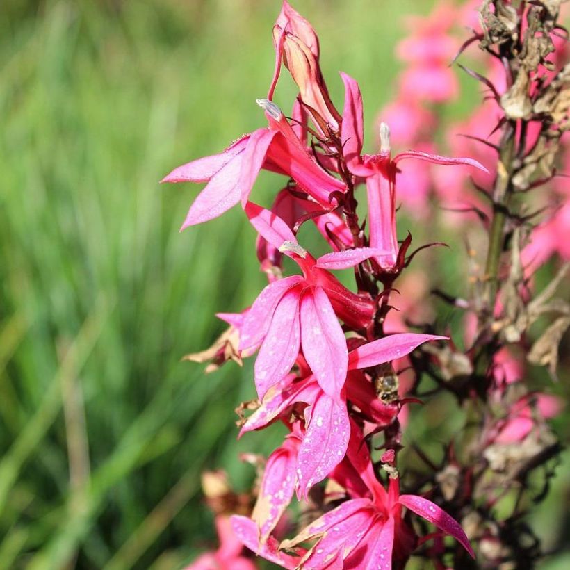 Lobelia speciosa Fan Salmon - Scharlaken lobelia (Bloei)