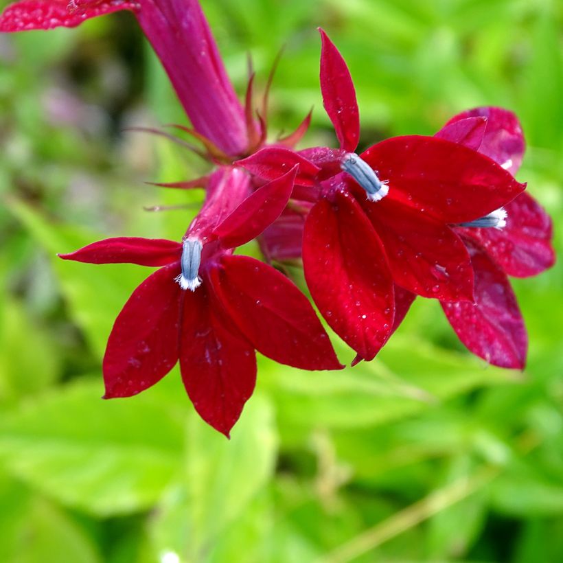 Lobelia speciosa Fan Burgundy - Scharlaken lobelia (Bloei)