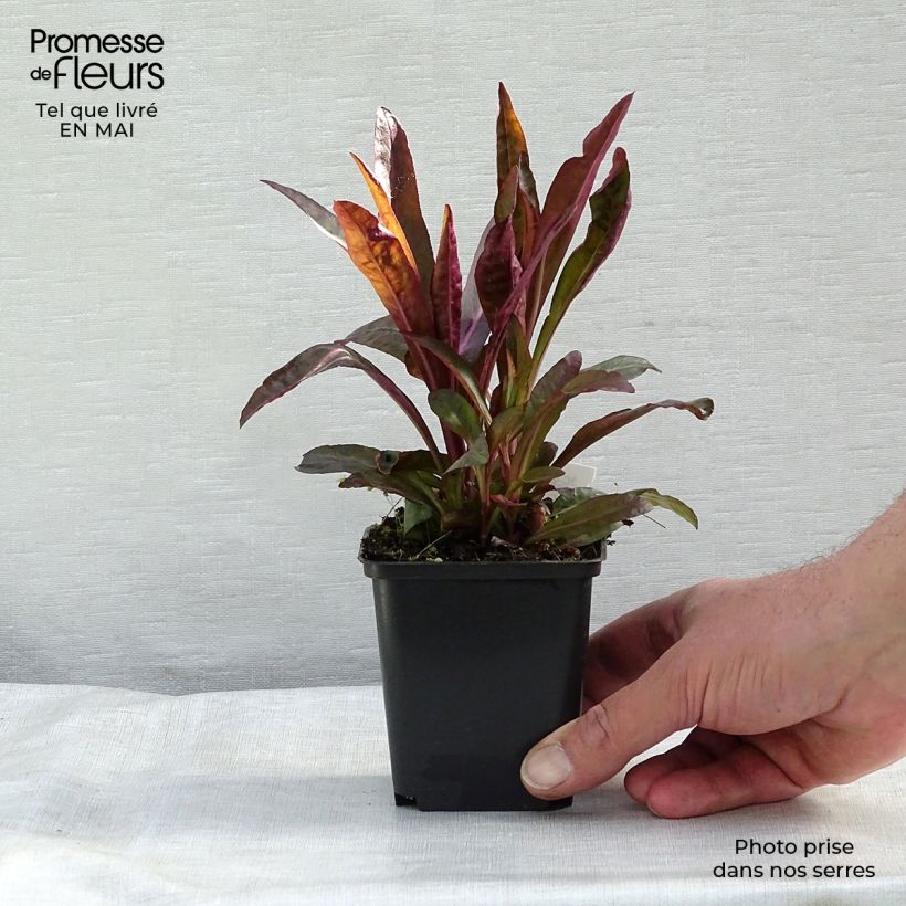 Exemplaar van Lobelia speciosa Russian Princess - Scharlaken lobelia Kweekpotje van 8/9 cm zoals geleverd in de lente