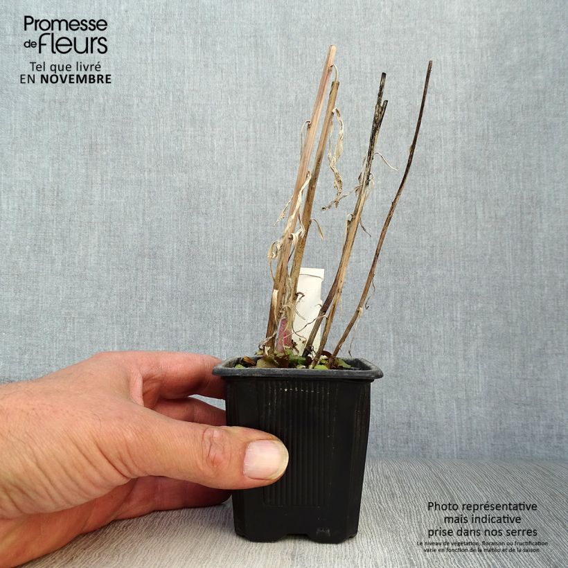 Exemplaar van Lobelia speciosa Russian Princess - Scharlaken lobelia Kweekpotje van 8/9 cm zoals geleverd in de herfst