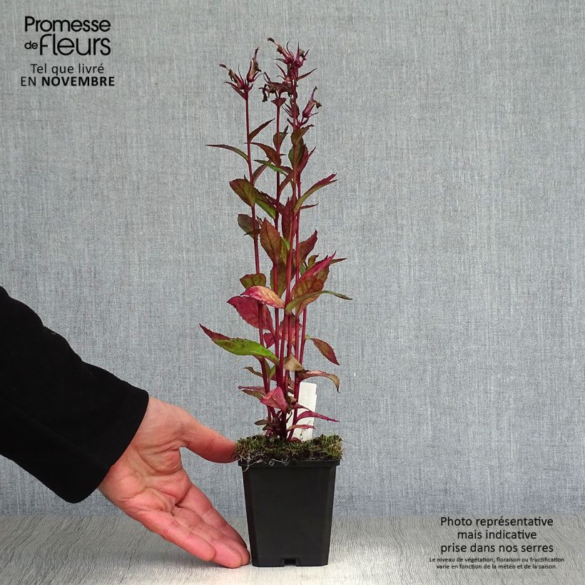 Exemplaar van Lobelia speciosa Tania - Scharlaken lobelia Kweekpotje van 7/8 cm zoals geleverd in de herfst
