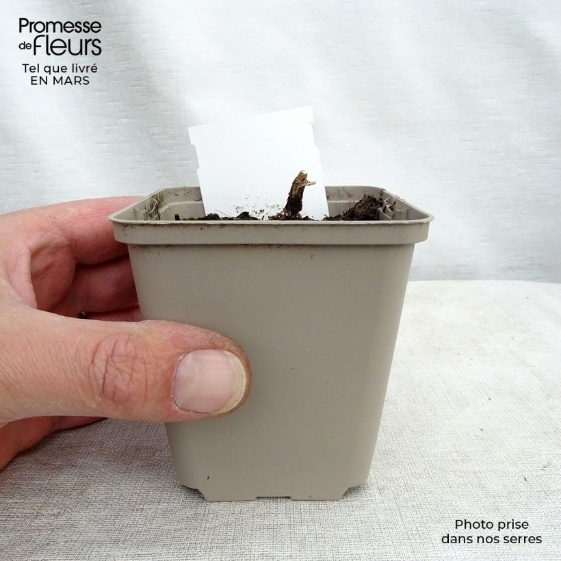 Exemplaar van Lobelia speciosa Tania - Scharlaken lobelia Kweekpotje van 7/8 cm zoals geleverd in de lente