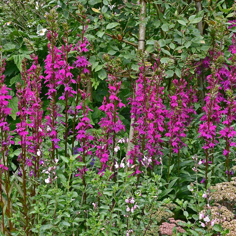Lobelia speciosa Tania - Scharlaken lobelia (Groeiplaats)