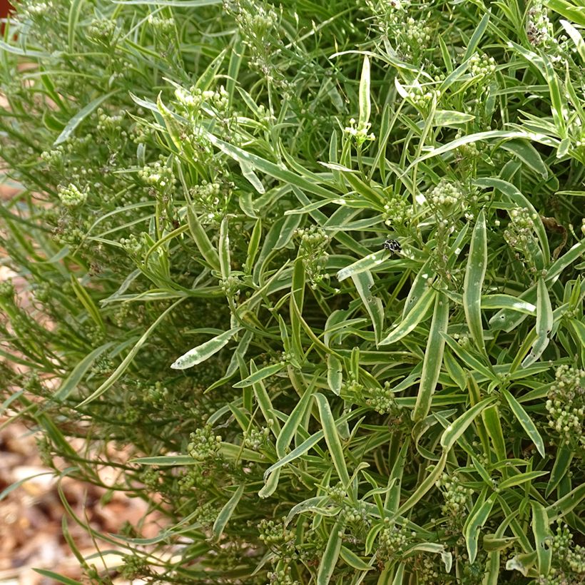 Lobularia maritima Primavera Princess - Zilverschildzaad (Groeiplaats)
