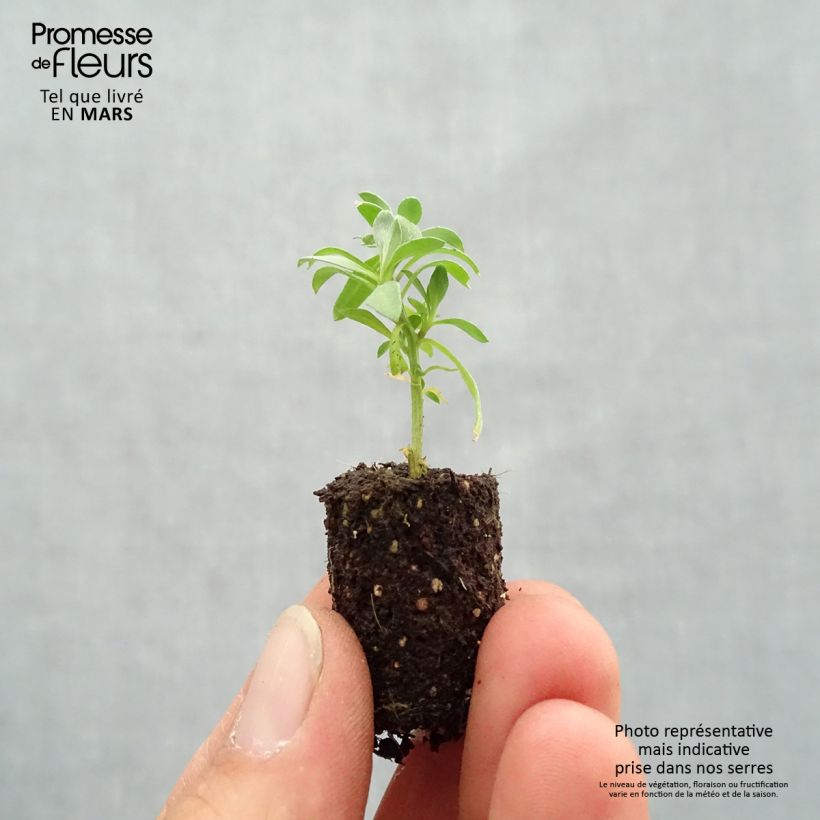 Exemplaar van Lobularia maritima Princess in Purple - Zilverschildzaad Mini-mot Ø 1,5/2,5 cm zoals geleverd in de lente