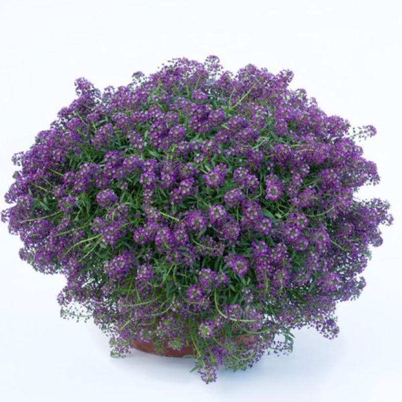 Lobularia maritima Princess in Purple - Zilverschildzaad (Groeiplaats)