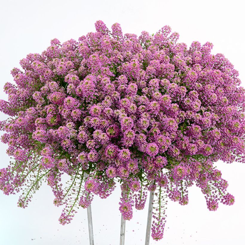 Lobularia Raspberry Stream - Zilverschildzaad (Groeiplaats)