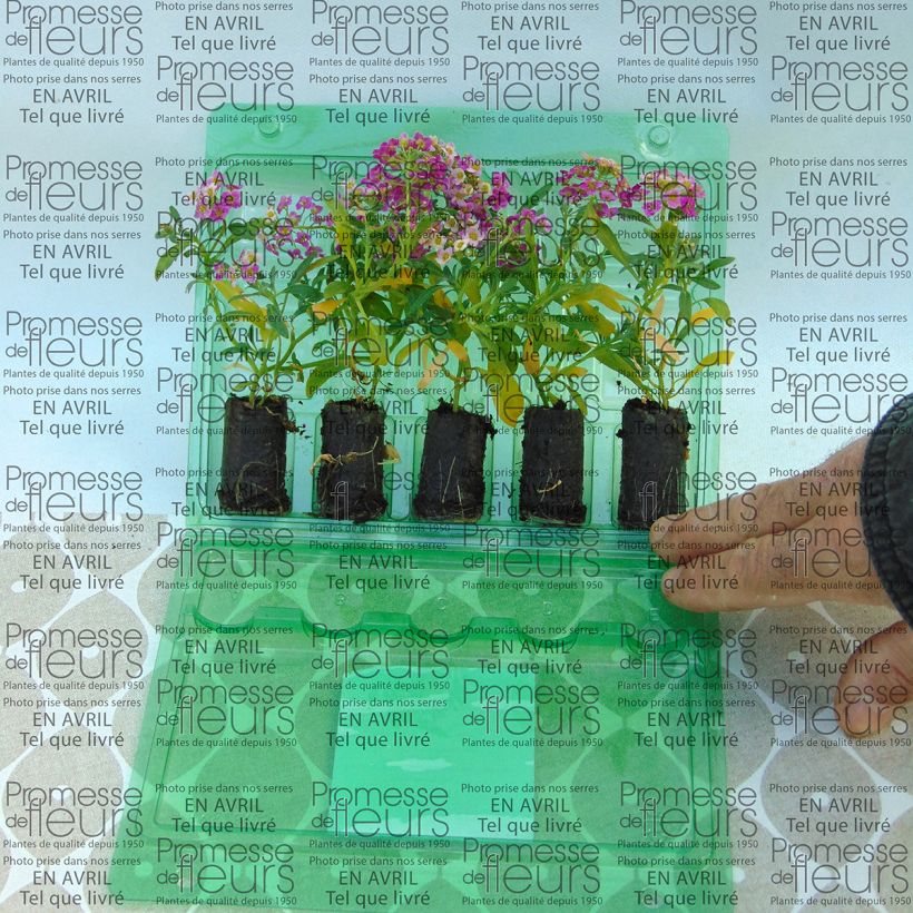 Voorbeeld van een exemplaar van Lobularia Raspberry Stream - Zilverschildzaad Mini-mot Ø 3/4 cm zoals geleverd