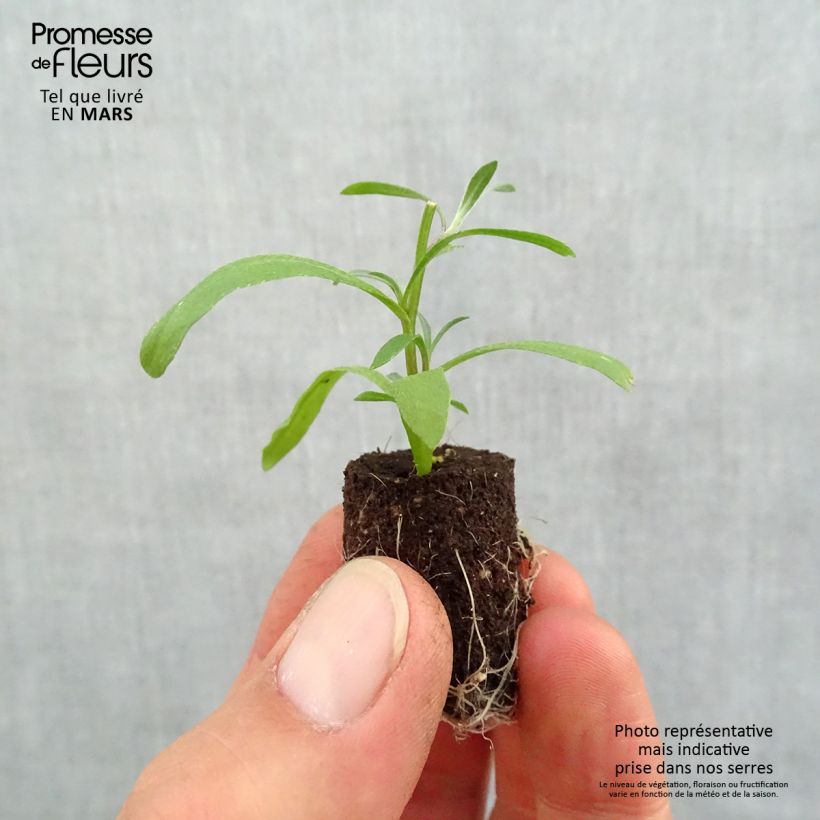 Exemplaar van Lobularia maritima Snow Princess - Zilverschildzaad Mini-mot Ø 1,5/2,5 cm zoals geleverd in de lente