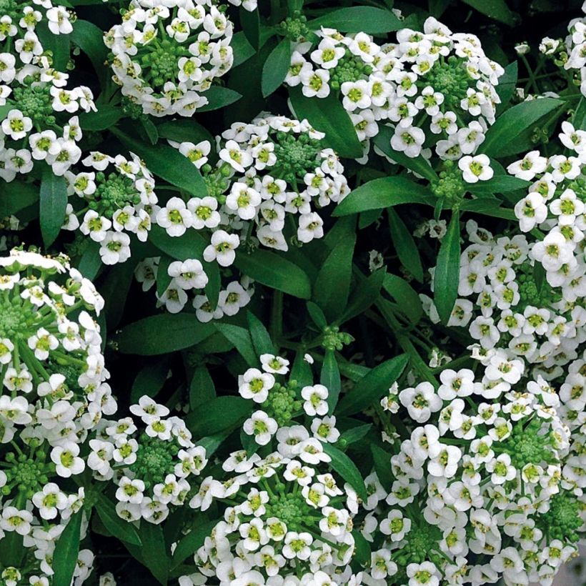 Lobularia maritima Snow Crystals - Zilverschildzaad (Blad)