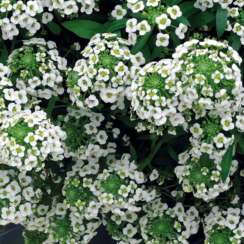 Lobularia maritima Snow Crystals - Zilverschildzaad (Bloei)