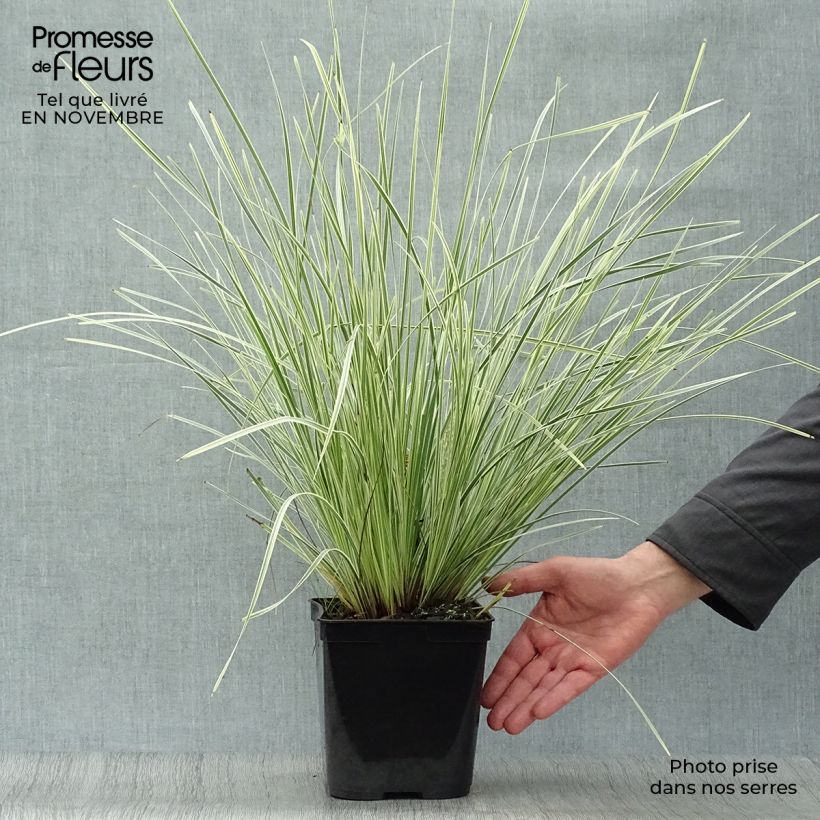 Exemplaar van Lomandra White Sands - Lomandra Pot van 2 l/3 l zoals geleverd in de herfst