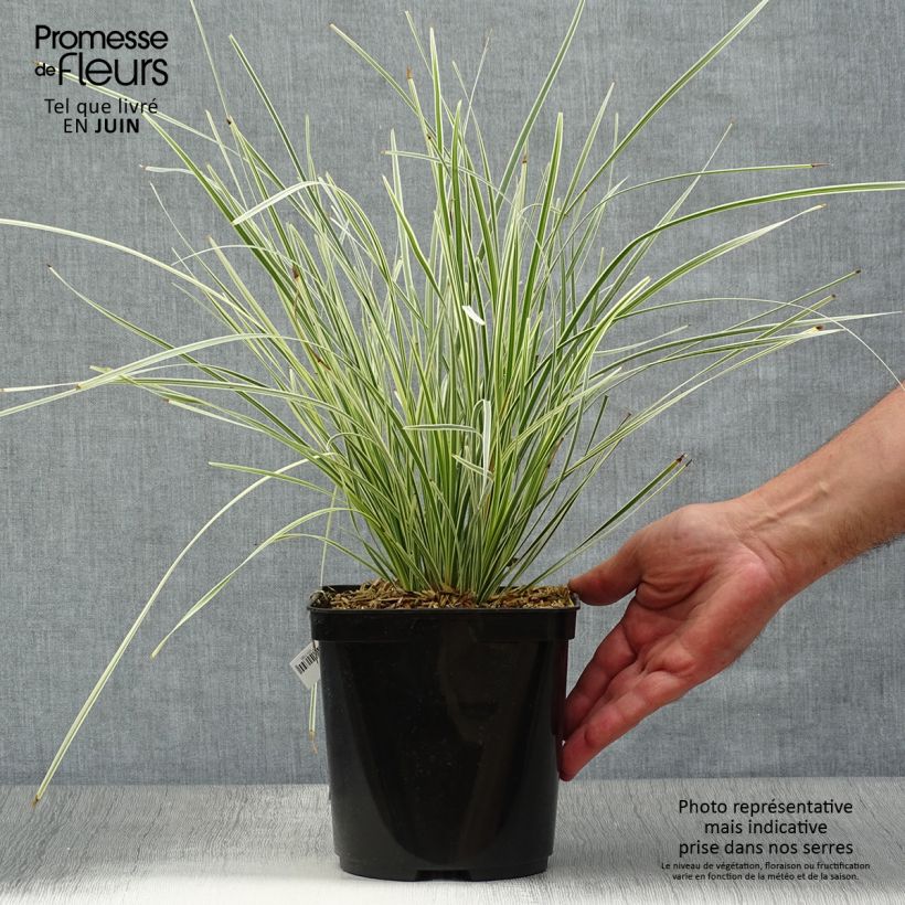 Exemplaar van Lomandra White Sands - Lomandra Pot van 2 l/3 l zoals geleverd in de zomer