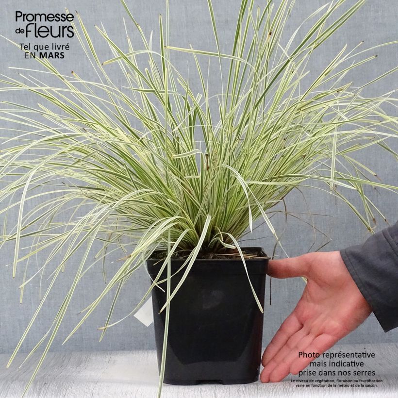 Exemplaar van Lomandra White Sands - Lomandra Pot van 2 l/3 l zoals geleverd in de lente
