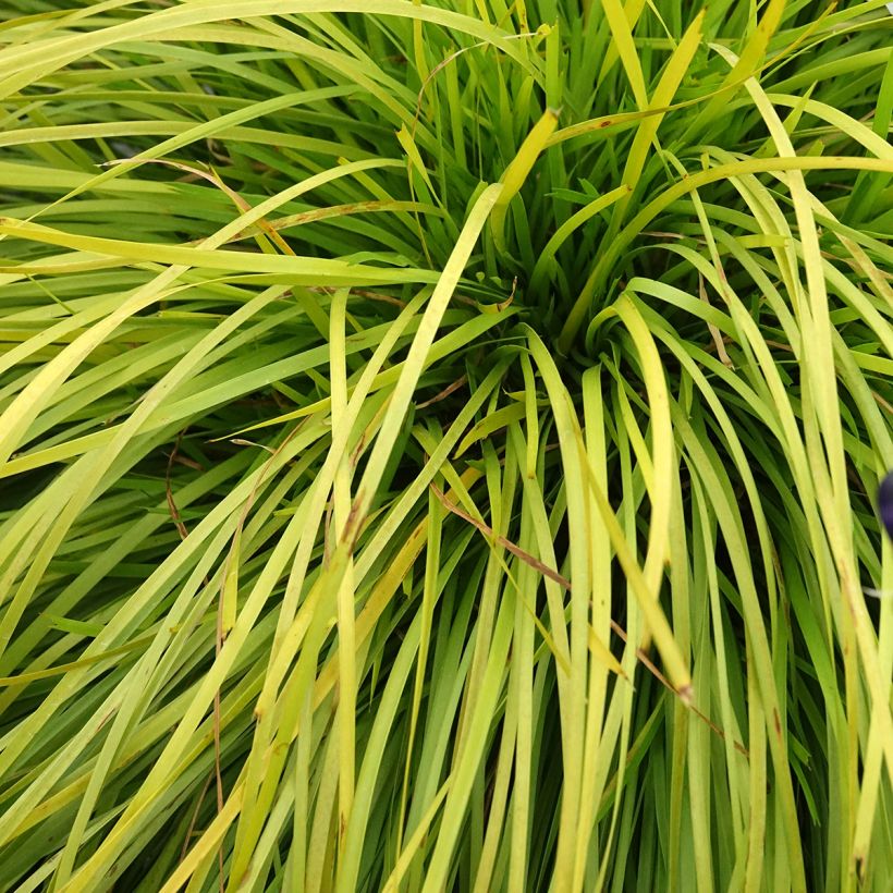 Lomandra longifolia Miner's Gold (Blad)