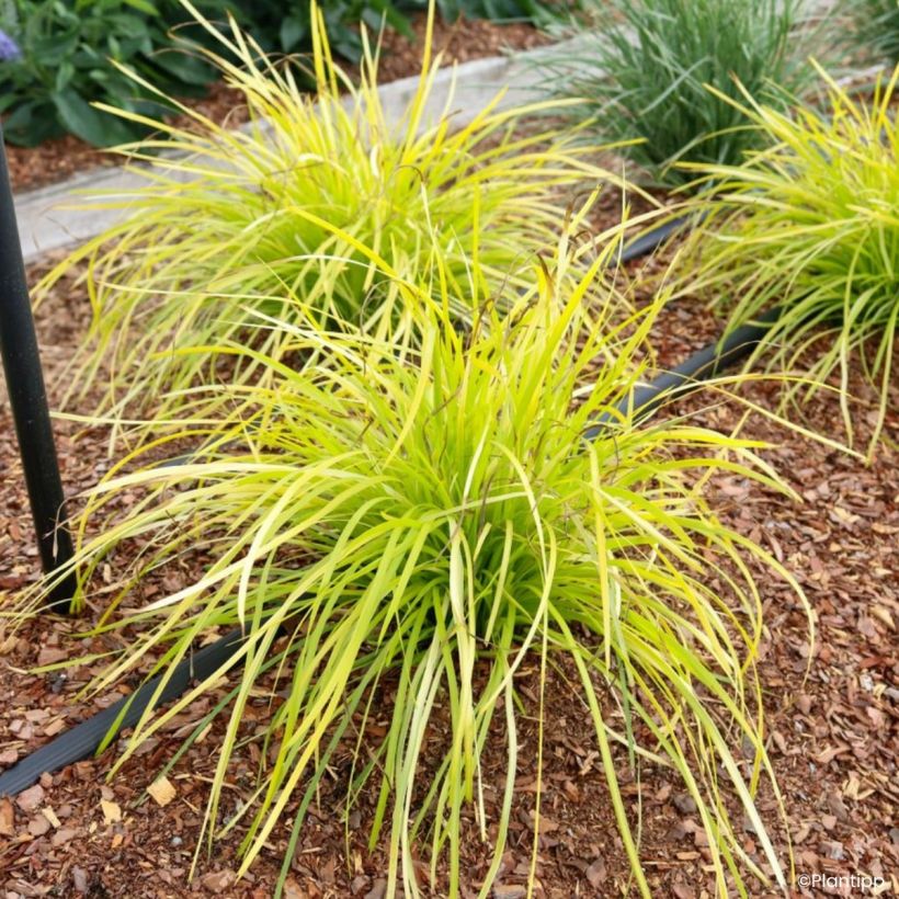 Lomandra longifolia Miner's Gold (Groeiplaats)