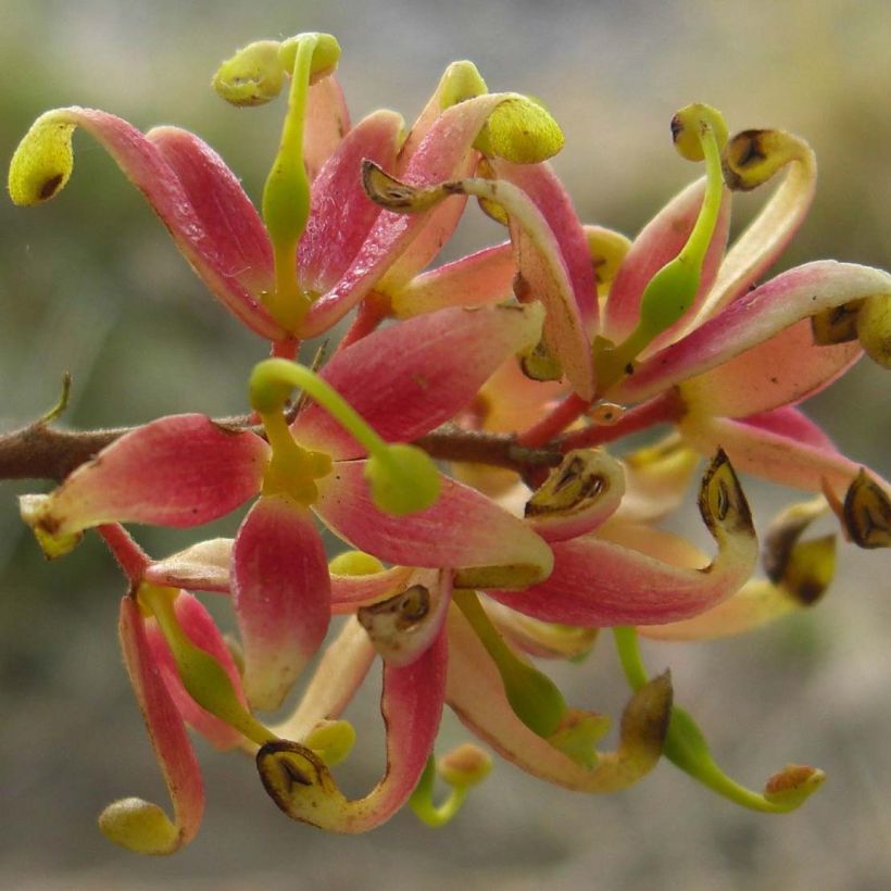 Lomatia ferruginea - Lomatie (Bloei)