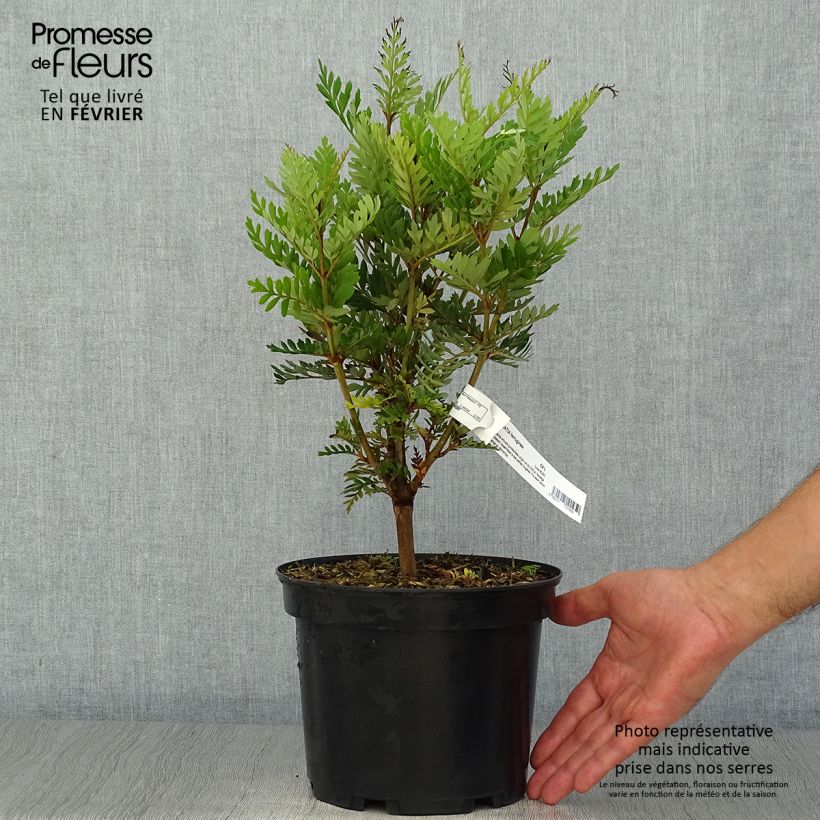 Exemplaar van Lomatia ferruginea - Lomatie Pot van 3 l/4 l zoals geleverd in de herfst