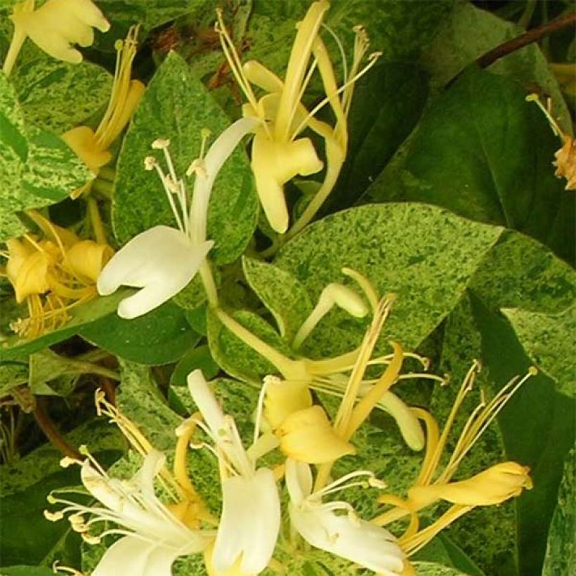 Lonicera japonica Mint Crisp - Japanse kamperfoelie (Bloei)