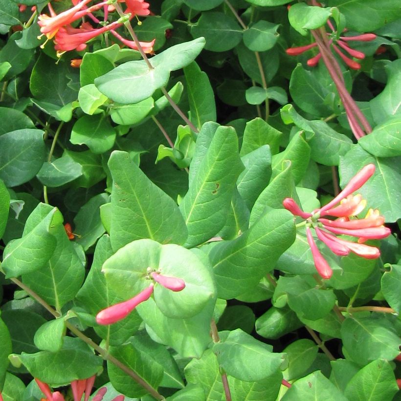 Lonicera brownii - Kamperfoelie (Blad)