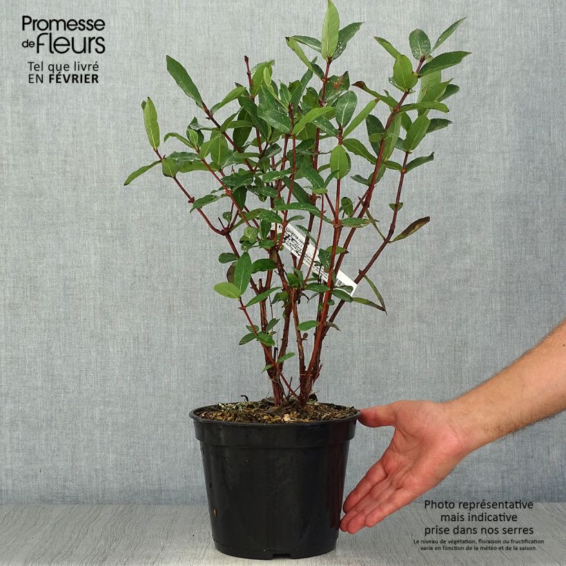 Exemplaar van Lonicera caerulea Boreal Beauty - Honingbes Pot van 3 l/4 l zoals geleverd in de herfst