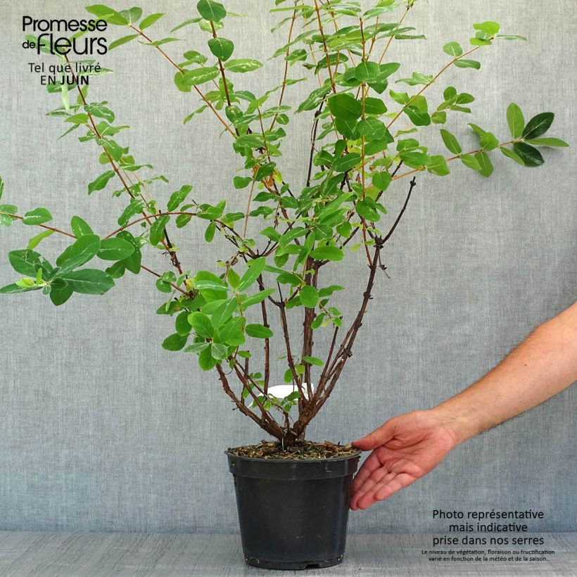 Exemplaar van Lonicera caerulea Strawberry Sensation - Honingbes Pot van 3 l/4 l zoals geleverd in de zomer