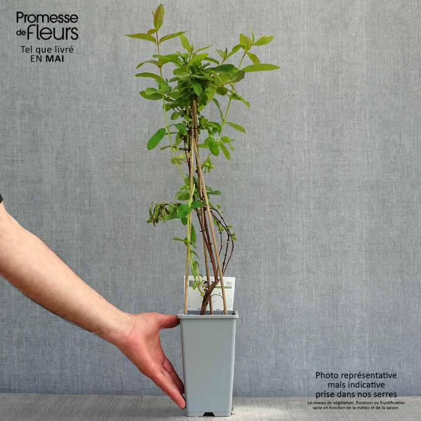 Example of Lonicera caerulea kamtchatica - Honingbes Pot van 1,5 l/2 l as you get in printemps