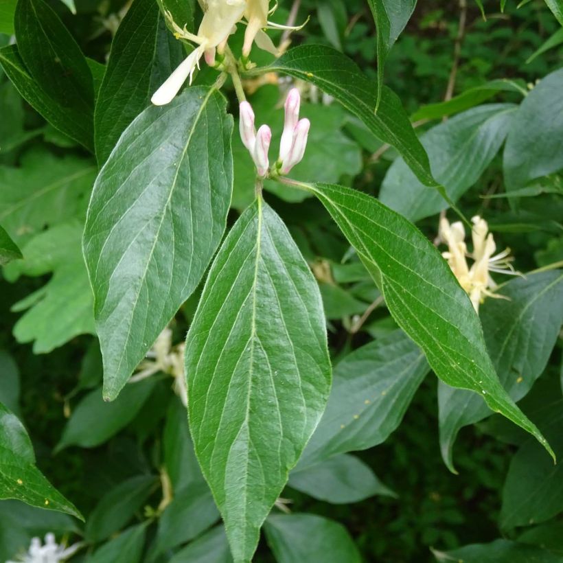 Lonicera caprifolium - Kamperfoelie (Blad)