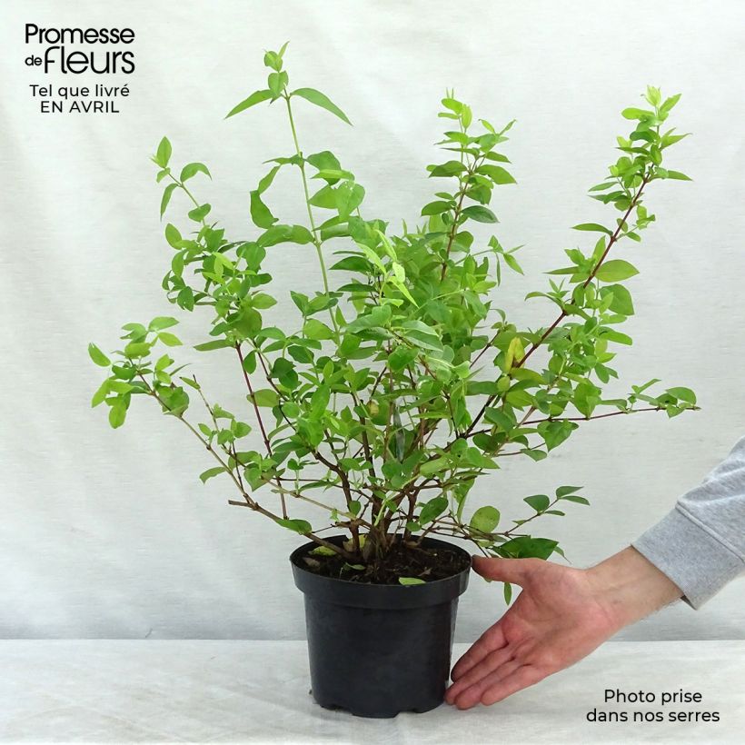 Example of Lonicera fragrantissima - Winterkamperfoelie Pot van 2 l/3 l as you get in printemps