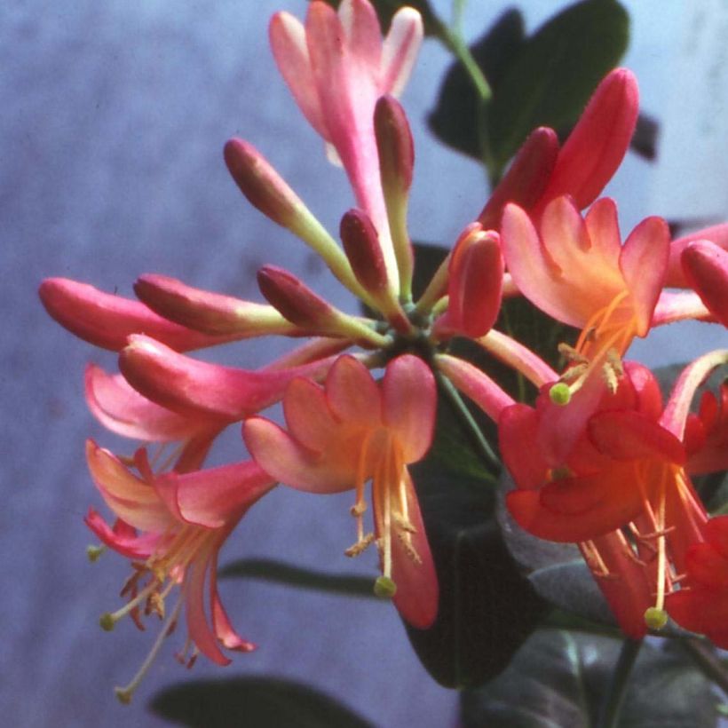 Lonicera Celestial - Kamperfoelie (Bloei)