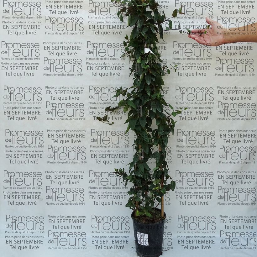 Voorbeeld van een exemplaar van Lonicera japonica Pink Aperitif - Japanse kamperfoelie Pot van 3 l/4 l zoals geleverd