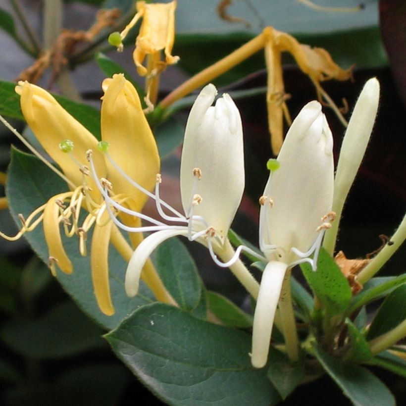 Lonicera japonica Sweet Isabel - Japanse kamperfoelie (Bloei)