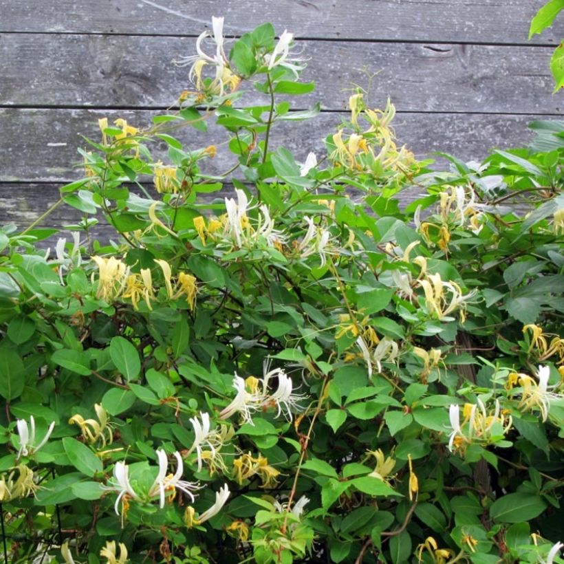 Lonicera japonica Sweet Isabel - Japanse kamperfoelie (Groeiplaats)