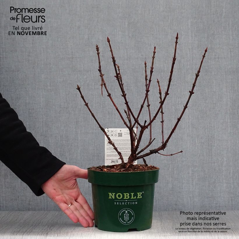 Exemplaar van Honingbes Blue Velvet Pot van 1,5 l/2 l, Struik zoals geleverd in de herfst