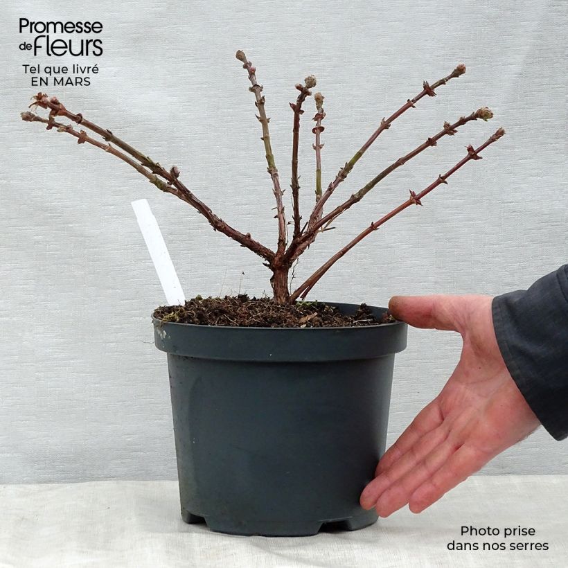 Example of Honingbes Duet Pot van 1,5 l/2 l, Struik as you get in printemps