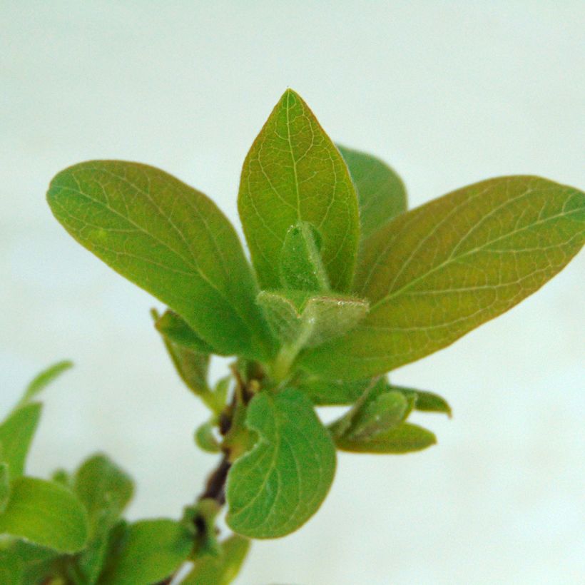 Lonicera kamtschatica Sweet Myberry - Honingbes (Foliage)