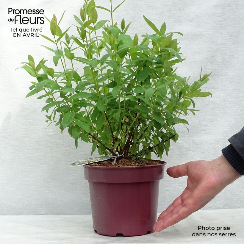 Example of Lonicera kamtschatica Sweet Myberry - Honingbes Pot van 3 l/4 l, Struik as you get in printemps
