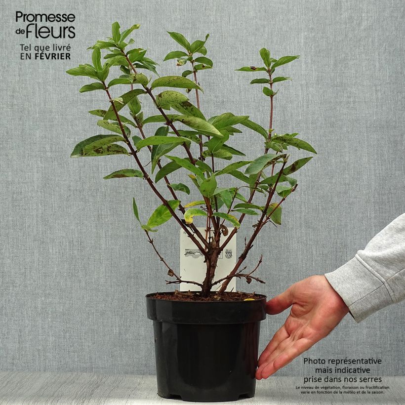 Exemplaar van Lonicera kamtschatica Sweet Myberry - Honingbes Pot van 3 l/4 l, Struik zoals geleverd in de herfst