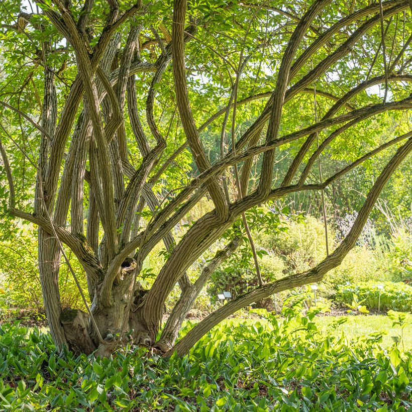 Lonicera maackii - Maack-kamperfoelie (Groeiplaats)