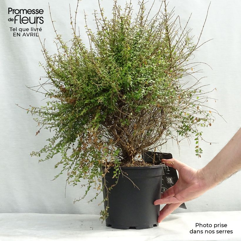 Example of Lonicera nitida - Chinese kamperfoelie Pot van 3 l/4 l as you get in printemps