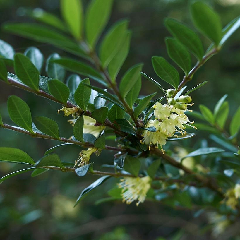Lonicera nitida - Chinese kamperfoelie (Bloei)