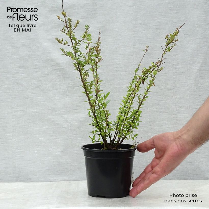 Example of Lonicera nitida Elegant - Chinese kamperfoelie Pot van 1 l/1,5 l as you get in printemps