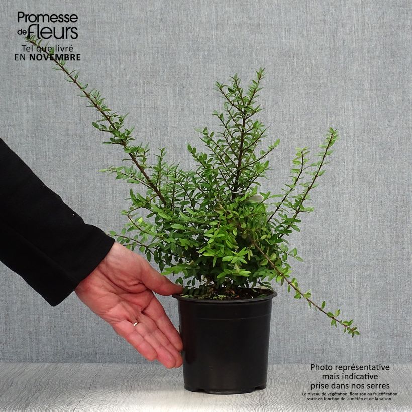 Exemplaar van Lonicera nitida Elegant - Chinese kamperfoelie Pot van 1 l/1,5 l zoals geleverd in de herfst