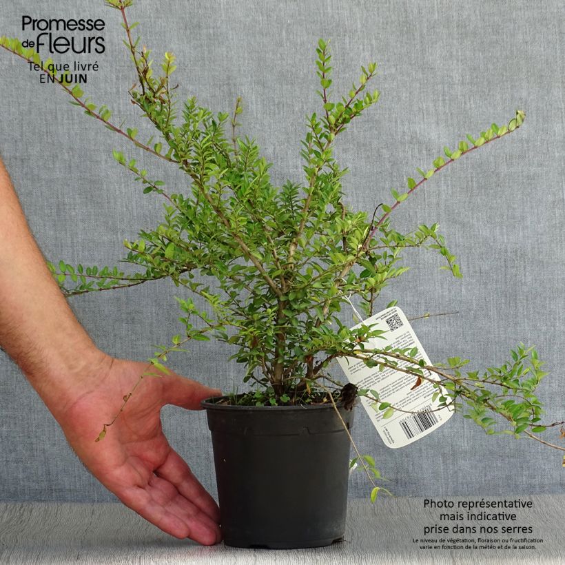 Exemplaar van Lonicera nitida Elegant - Chinese kamperfoelie Pot van 1 l/1,5 l zoals geleverd in de zomer