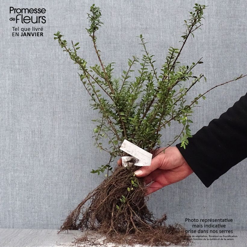 Example of Lonicera nitida Elegant - Chinese kamperfoelie Naakte wortel as you get in hiver