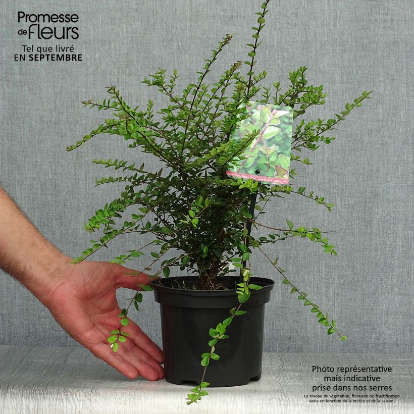 Exemplaar van Lonicera nitida Garden Clouds Copper Glow - Chinese kamperfoelie Pot van 2 l/3 l zoals geleverd in de herfst